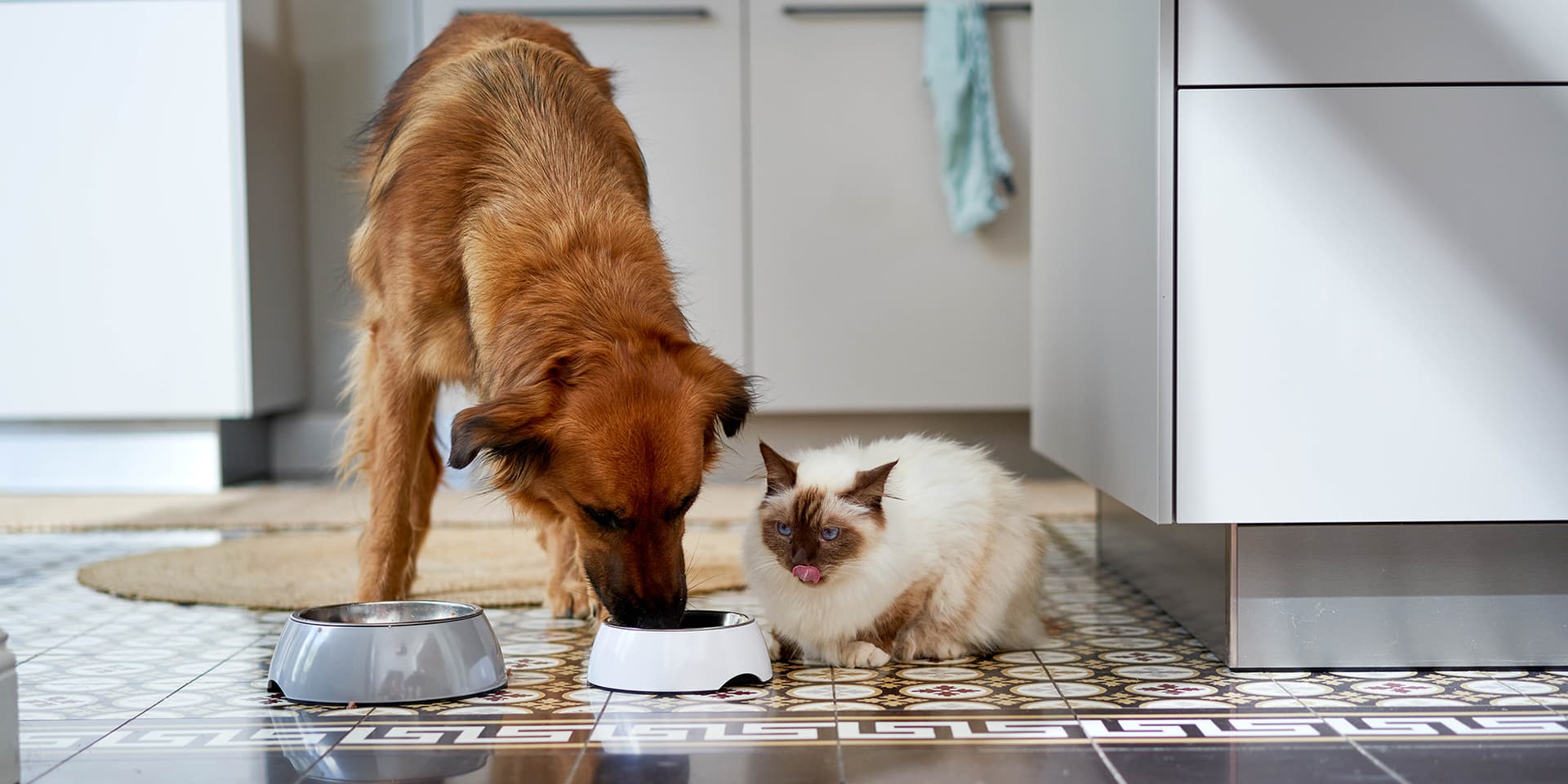 ZooRoyal Bio Pasteten